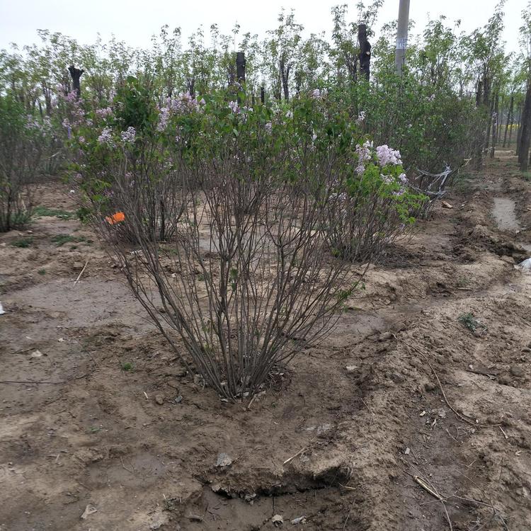 丛生丁香竹价格 合一丛生丁香自产 基地 直供