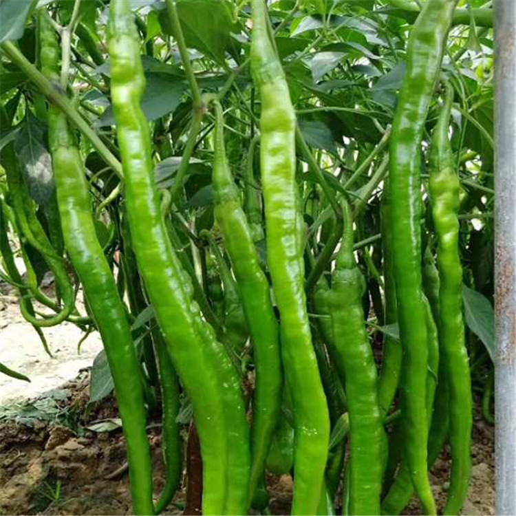 兴辰种业露天种植珑椒螺丝椒种苗   珑椒螺丝椒种苗耐旱高产基地直供