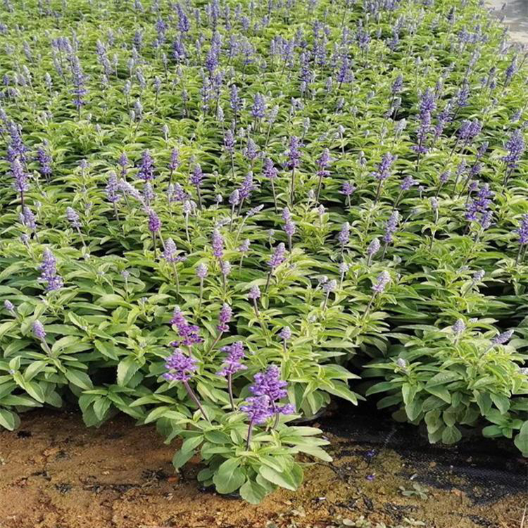 地被鼠尾草紫色花海 大量出售鼠尾草 夏杰花卉 基地种植
