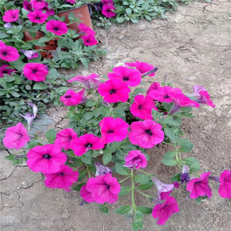 花色艳丽垂吊牵牛 阳台庭院垂吊牵牛 夏杰花卉 苗圃供应