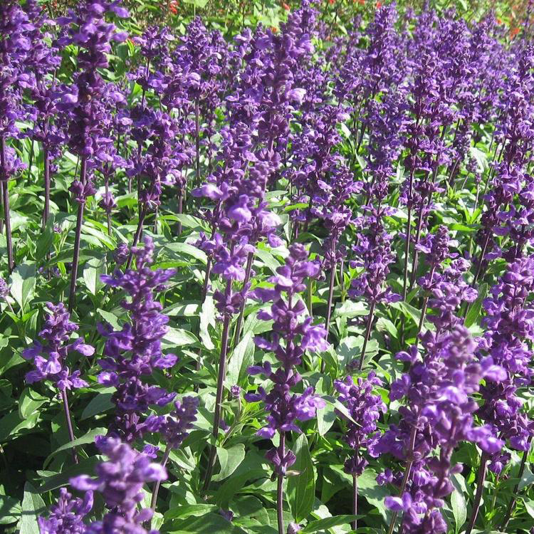 地被宿根鼠尾草 地被鼠尾草山东基地 夏杰花卉 市场报价