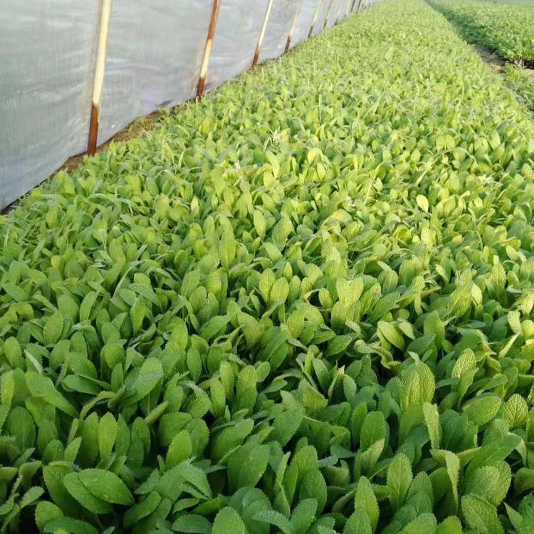 鼠尾草市政工程 花海景观耐寒花卉鼠尾草 夏杰花卉 苗圃供应