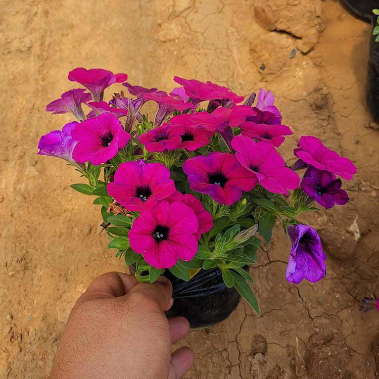 景观绿化垂吊牵牛 开花多的垂吊牵牛 夏杰花卉 基地常年批发