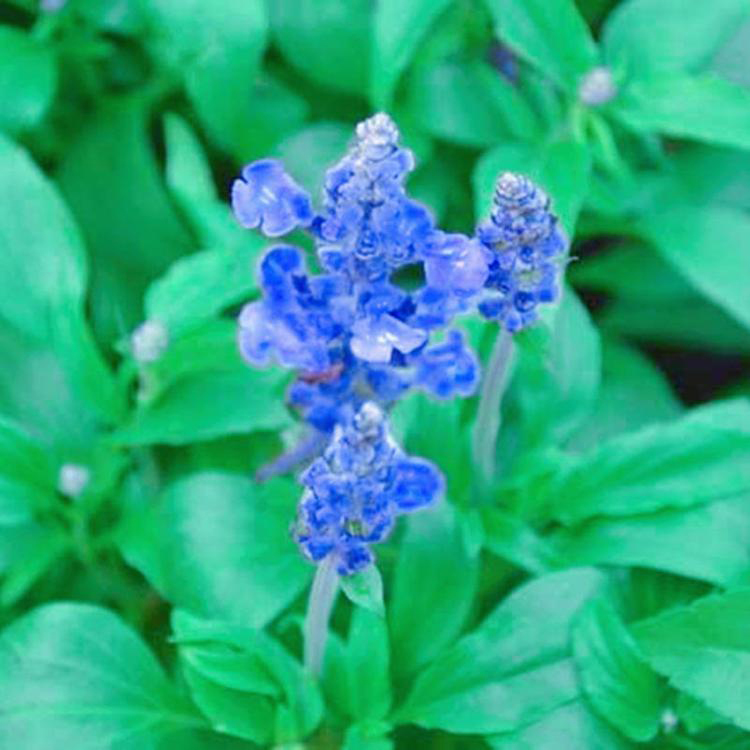 地被鼠尾草紫色花海 地被鼠尾草花海景观用苗 夏杰花卉 基地发货