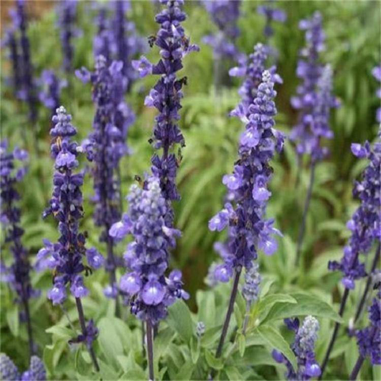 地被鼠尾草青州草花 地被鼠尾草山东基地 夏杰花卉 园林批发