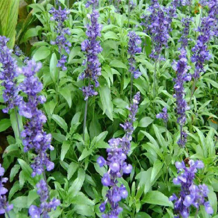 地被宿根鼠尾草 地被鼠尾草山东草花基地 夏杰花卉 广场组摆设计施工