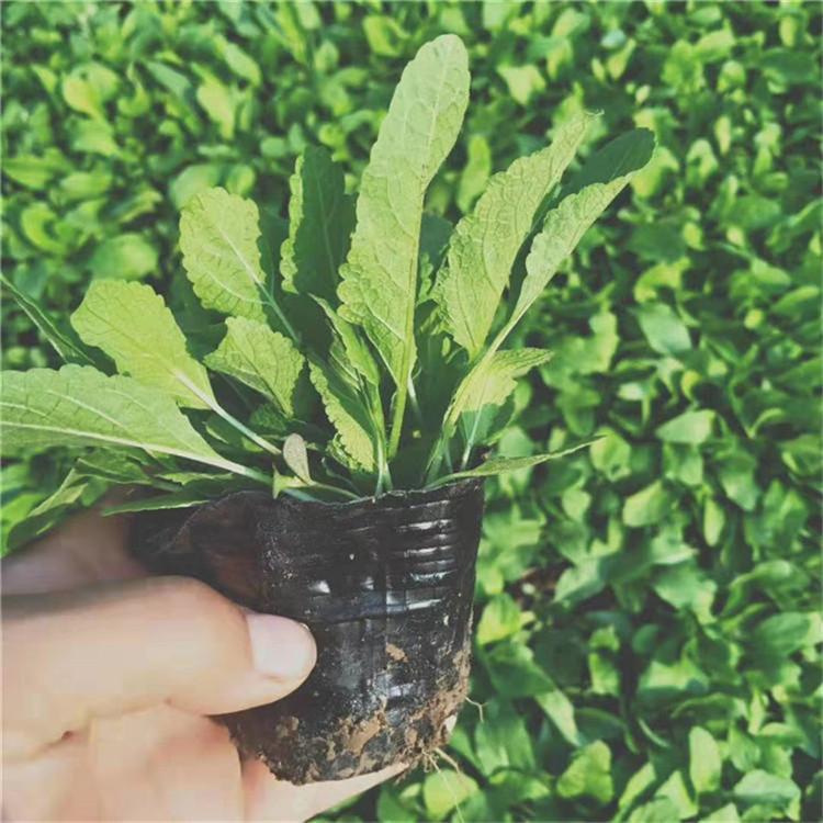 鼠尾草大量供应 宿根鼠尾草大量供应 夏杰花卉 苗圃供应