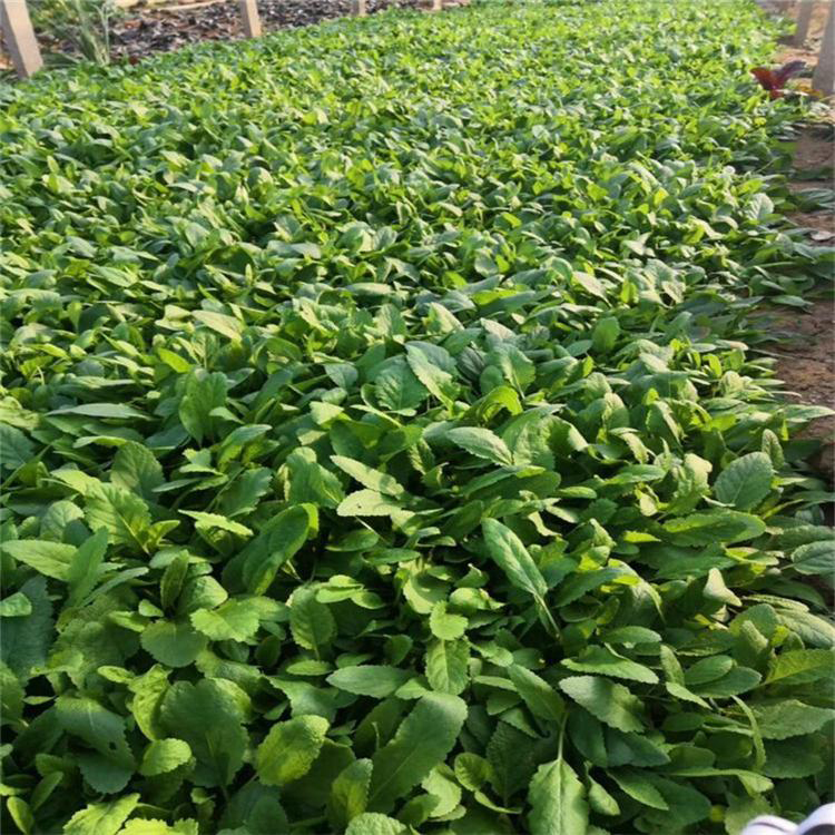 地被鼠尾草青州草花 鼠尾草泥培花卉 夏杰花卉 基地发货