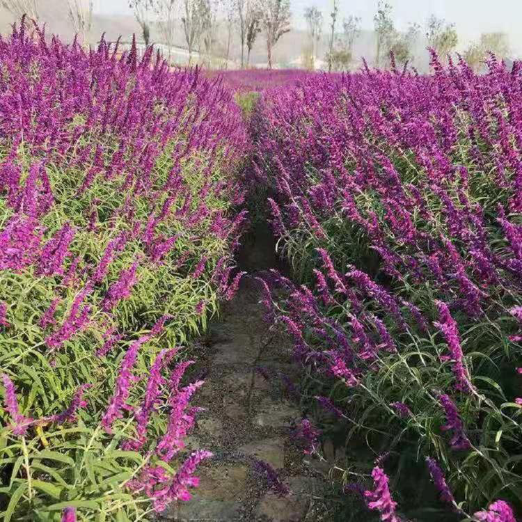 地被宿根鼠尾草 鼠尾草泥培花卉 夏杰花卉 基地种植