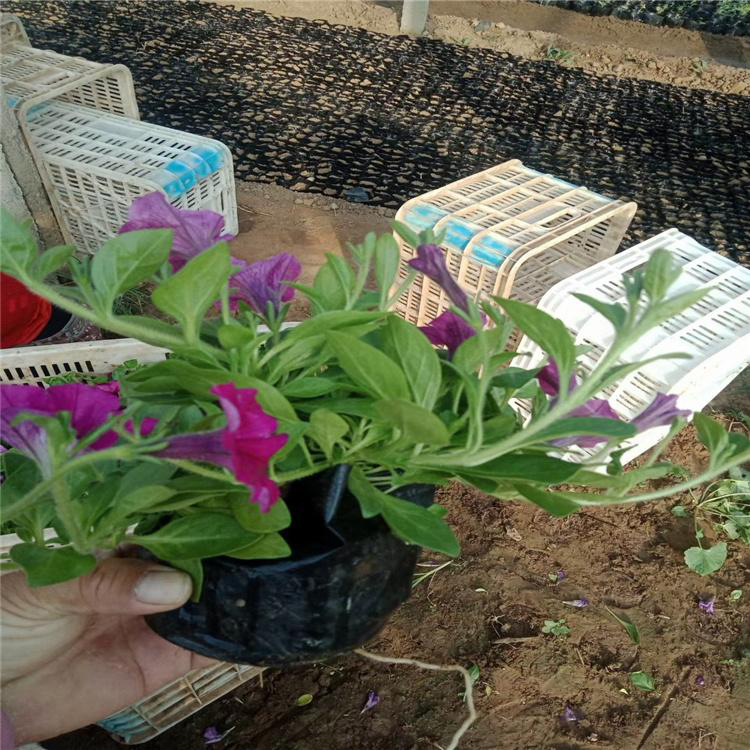 垂吊牵牛园林绿化花卉 绿化庭院垂吊牵牛 夏杰花卉 绿化花木