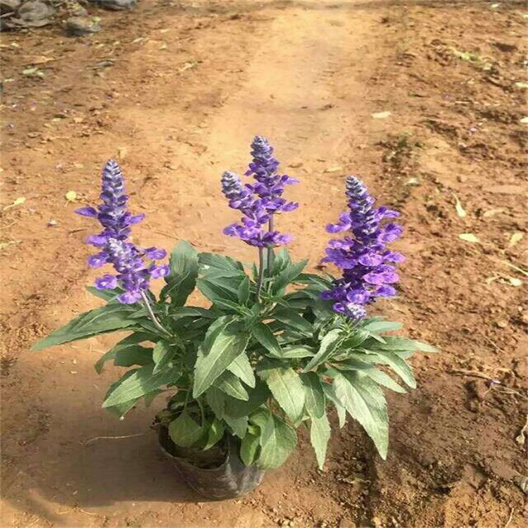地被宿根鼠尾草 地被鼠尾草山东草花基地 夏杰花卉 基地种植