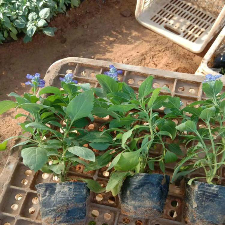 公园道路绿化鼠尾草 鼠尾草泥培花卉 夏杰花卉 货到付款