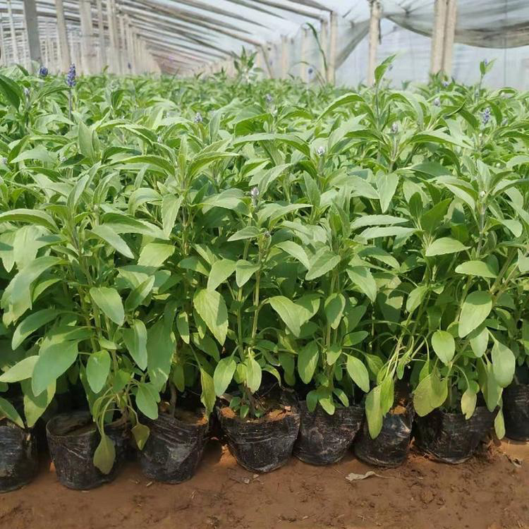 鼠尾草大量供应 地被鼠尾草山东草花基地 夏杰花卉 绿化花木