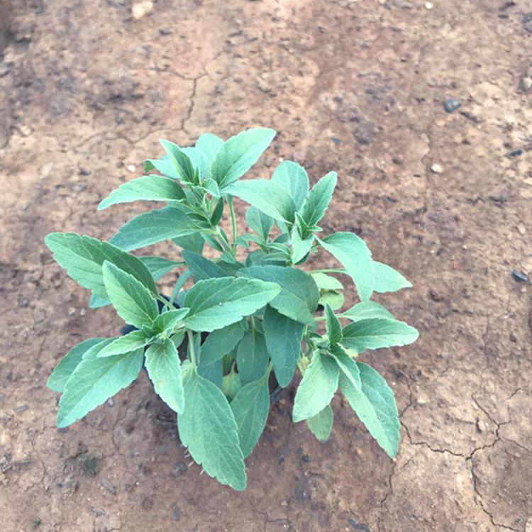 苗圃批发墨西哥鼠尾草 地被鼠尾草山东草花基地 夏杰花卉 市场报价