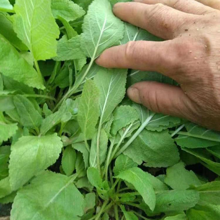 苗圃批发墨西哥鼠尾草 供应质量好鼠尾草 夏杰花卉 绿化花木