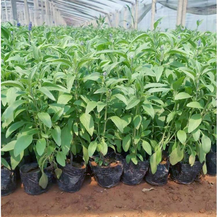 花园绿化用鼠尾草幼苗 供应质量好鼠尾草 夏杰花卉 无中间商