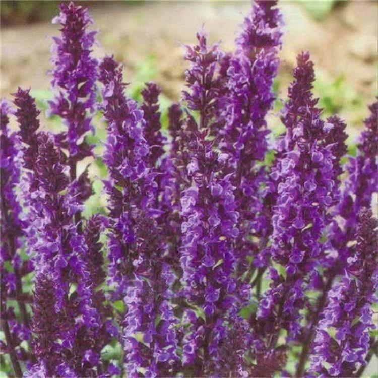 地被鼠尾草紫色花海 供应质量好鼠尾草 夏杰花卉 道路绿化