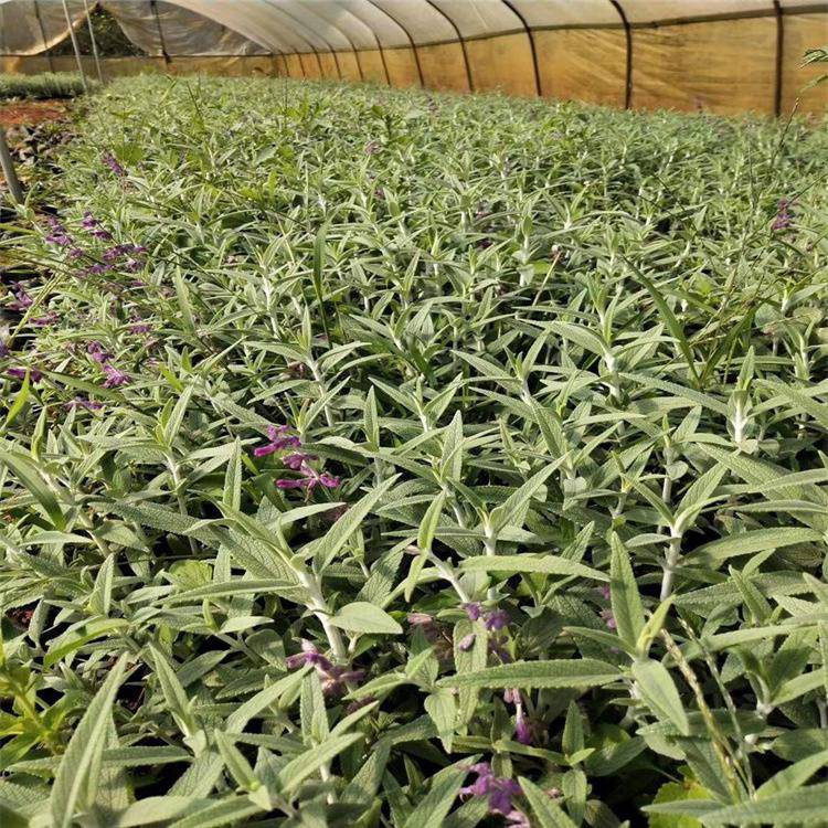 鼠尾草大量供应 地被鼠尾草花海景观用苗 夏杰花卉 公园草花