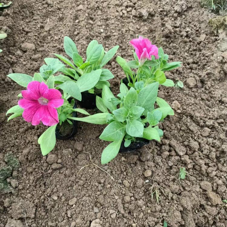 垂吊牵牛市政绿化项目 垂吊牵牛基地批发 夏杰花卉 基地种植
