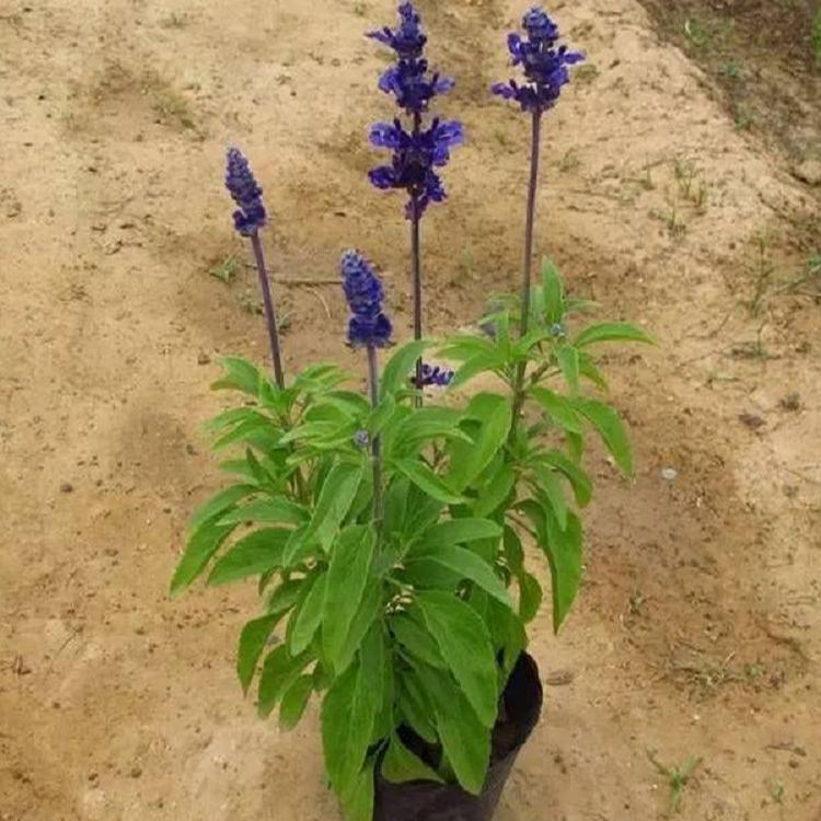 景区绿化鼠尾草 鼠尾草种苗花卉基地 夏杰花卉 苗圃供应