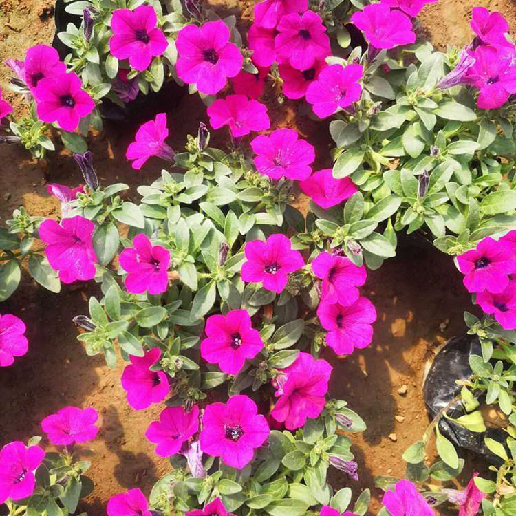 垂吊牵牛花基地 垂吊矮牵牛盆栽花卉 夏杰花卉 基地常年批发