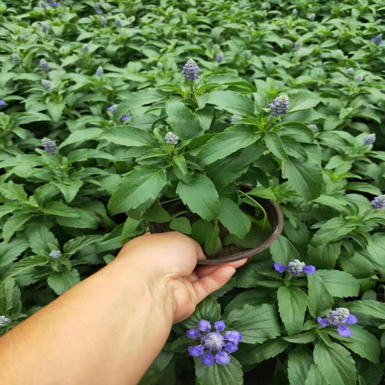 地被鼠尾草紫色花海 鼠尾草泥培花卉 夏杰花卉 基地种植
