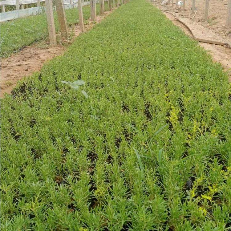 金叶佛甲草 批发杯苗佛甲草 慧帆花卉基地供应