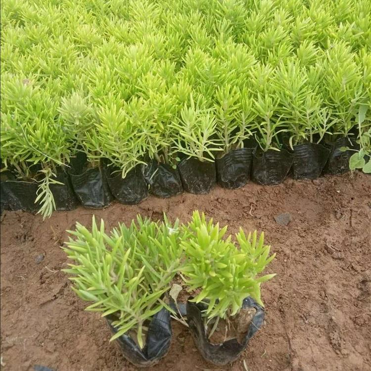 广场绿化佛甲草 金叶佛甲草基地 佛甲草苗货源
