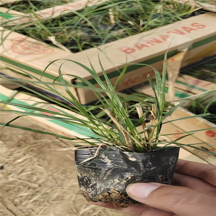 江瑞观赏草基地 小兔子狼尾草批发价格
