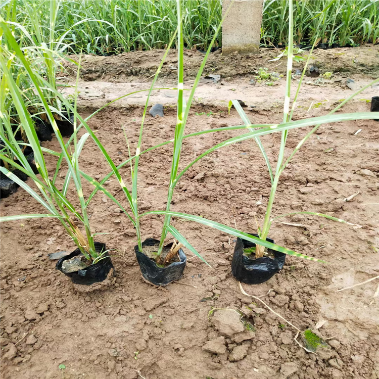 斑叶芒批发价格 观赏草基地