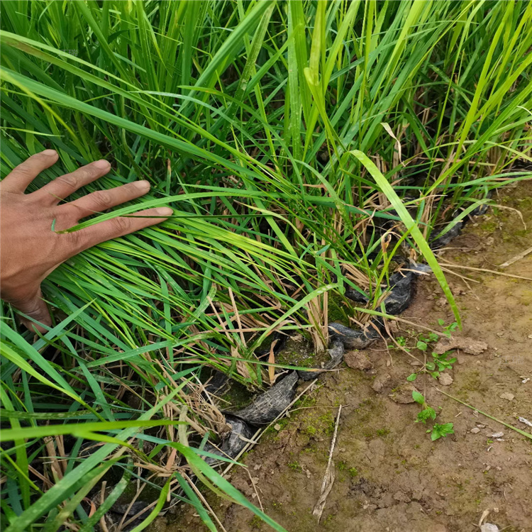 基地供应拂子茅 拂子茅出售价格 好种植好管理 江瑞观赏草