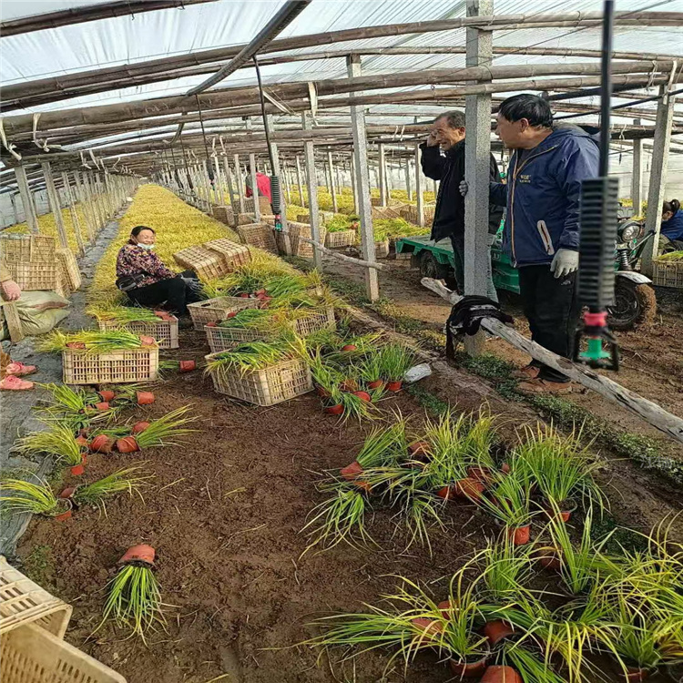 大量供应金叶石菖蒲 江瑞园艺金叶石菖蒲现货供应