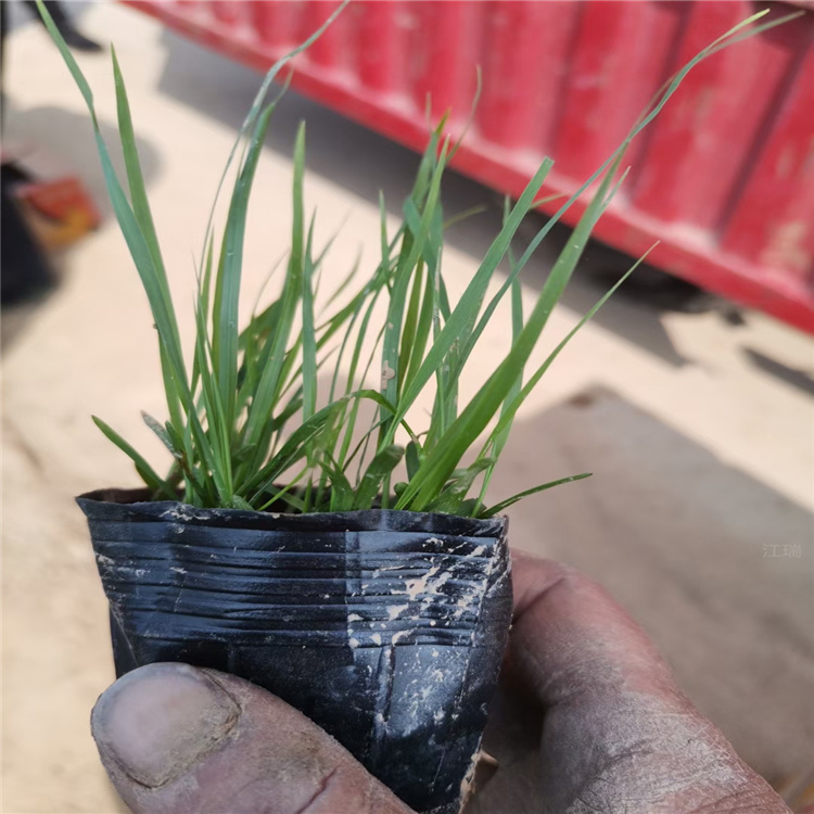 狼尾草行情 小兔子狼尾草规格 紫穗狼尾草现货供应 