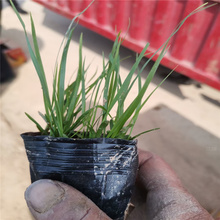 狼尾草行情 小兔子狼尾草规格 紫穗狼尾草现货供应 