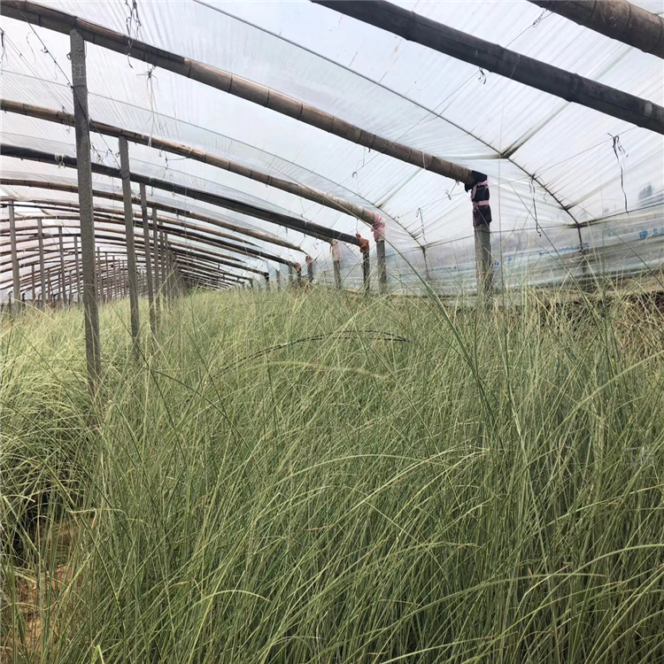 地栽盆栽晨光芒供应 江瑞观赏草 河南晨光芒基地