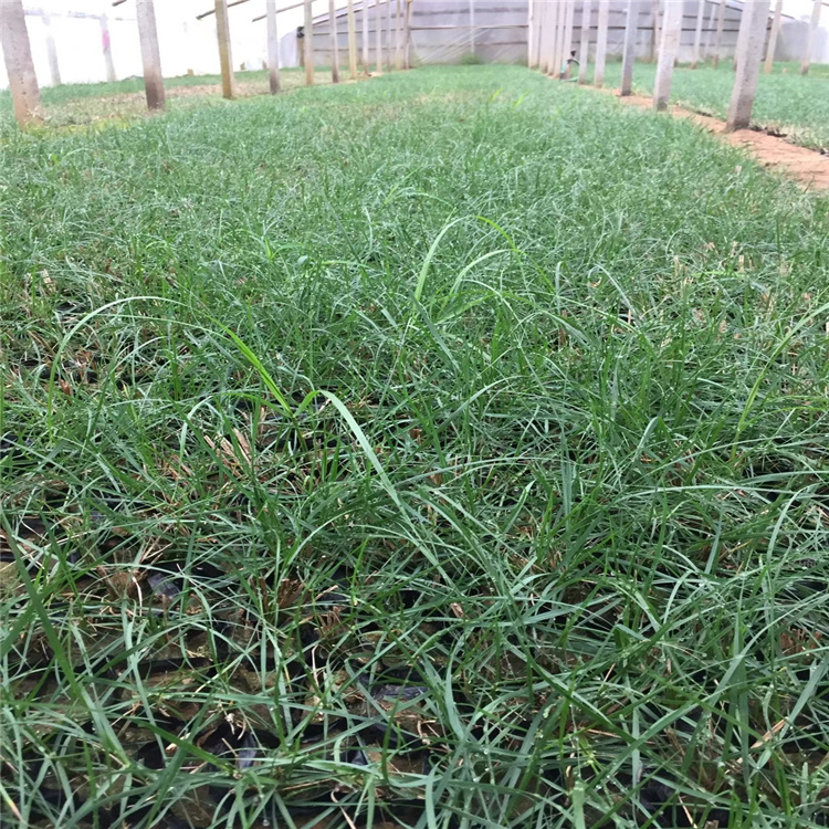 苗圃直销小兔子狼尾草 花境用苗小兔子狼尾草批发 好种植好管理