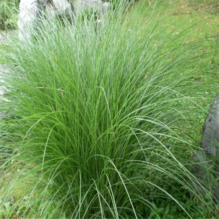 河北晨光芒出售 苗圃直销晨光芒 江瑞园艺观赏草基地