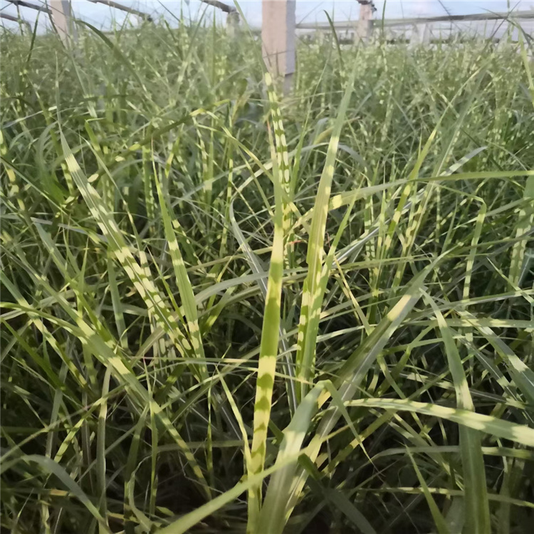 内蒙古斑叶芒供应 斑叶芒产地批发 