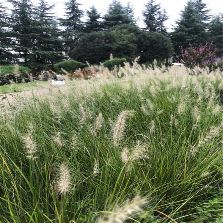 江苏小兔子狼尾草批发商 狼尾草种子 江瑞观赏草基地