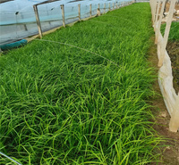 卡尔拂子茅种子基地 江瑞观赏草种类 拂子茅工程用苗