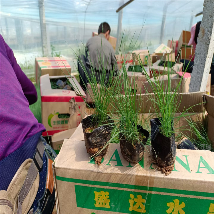 重庆粉黛乱子草供应商 江瑞观赏草基地