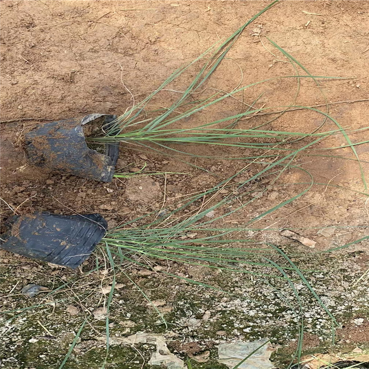 花海观赏草用苗供应 粉黛乱子草基地 网红花海粉黛乱子草