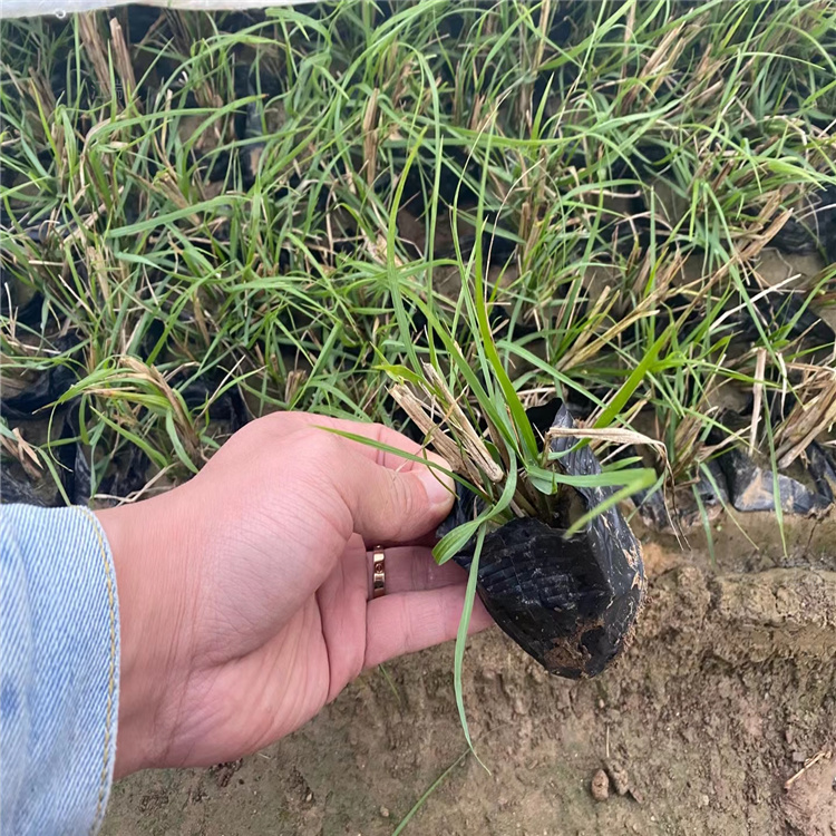 小兔子狼尾草出售 量大从优 江瑞观赏草基地