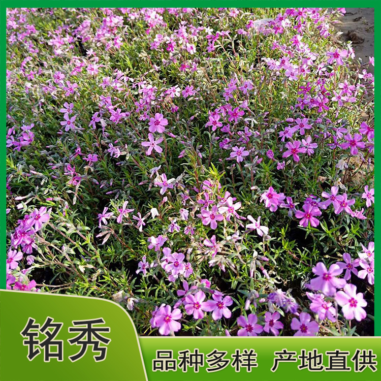 长期出售福禄考 福禄考供货商 苗圃供应