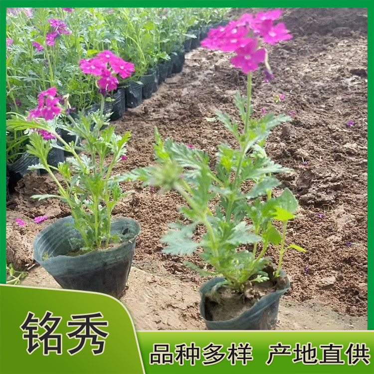 美女樱小苗批发 基地种植 青州美女樱小苗