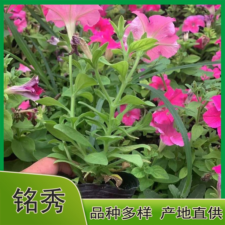 基地供应矮牵牛 矮牵牛杯苗 基地批发