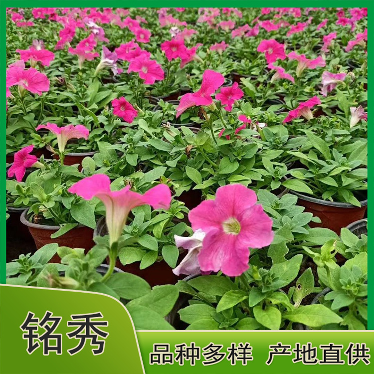 山东矮牵牛 矮牵牛小苗 基地批发