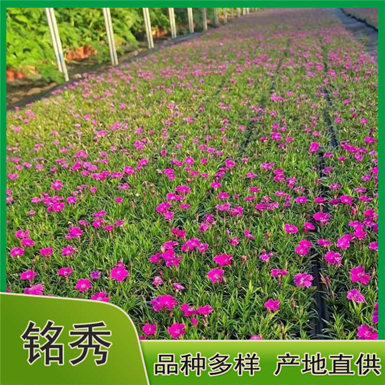 量大优惠 欧石竹杯苗 欧石竹报价
