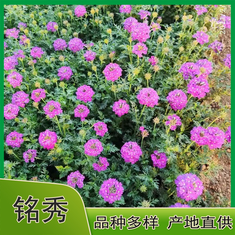 美女樱培育 花海专用 山东美女樱