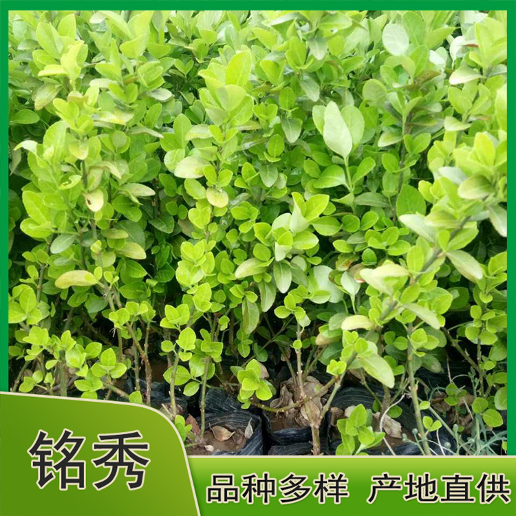 大量批发 绿化用金叶女贞批发 青州绿化用金叶女贞